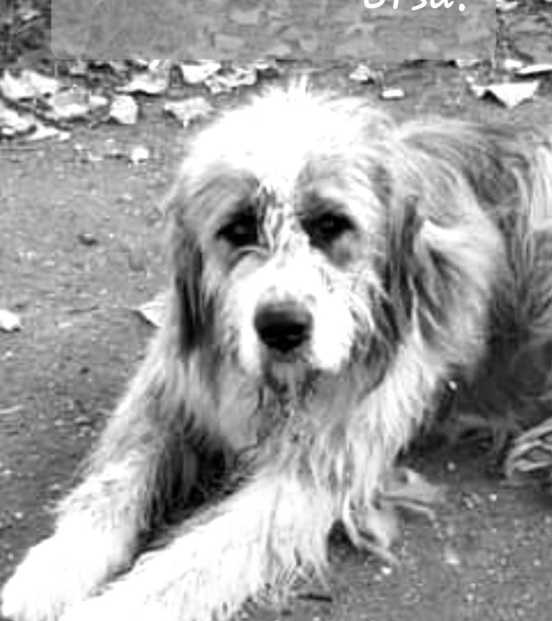 Ursu