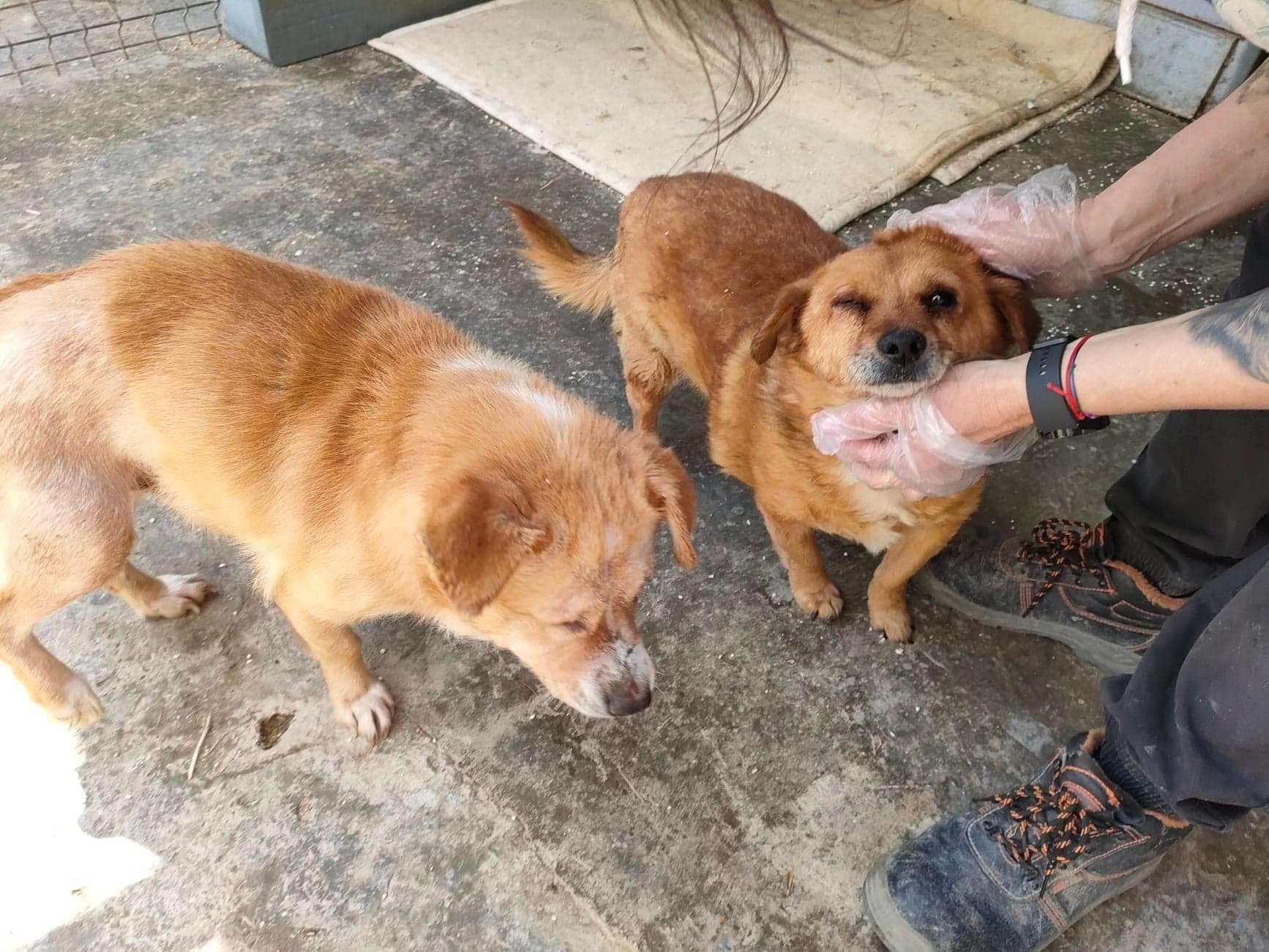 Three blind puppies