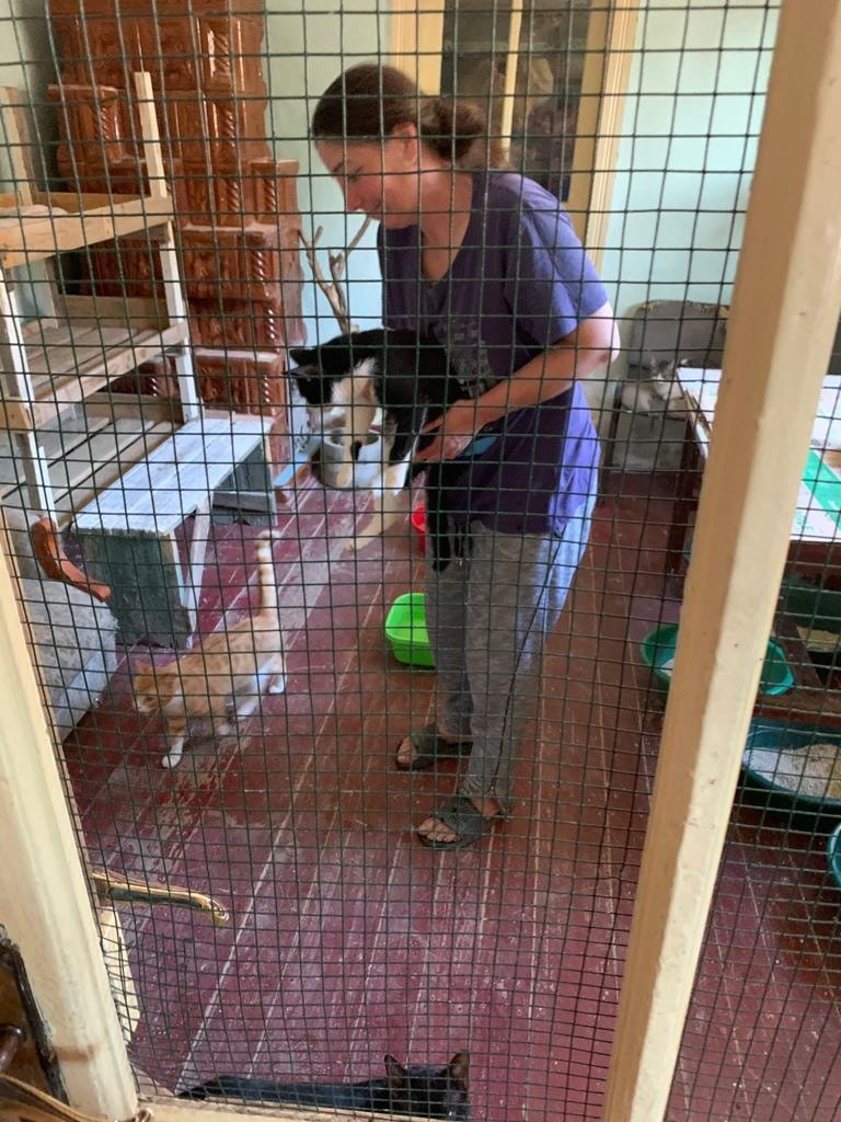 Animale sterilizate