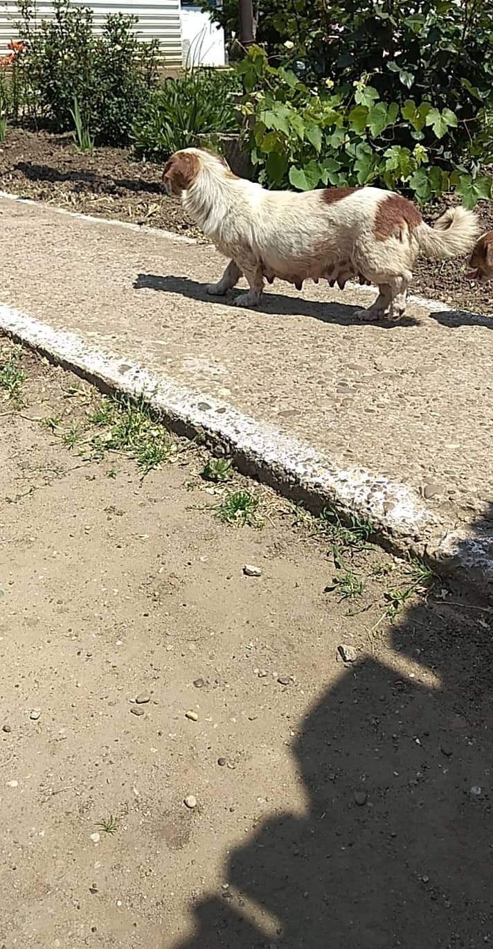 Fundița si copiluții ei