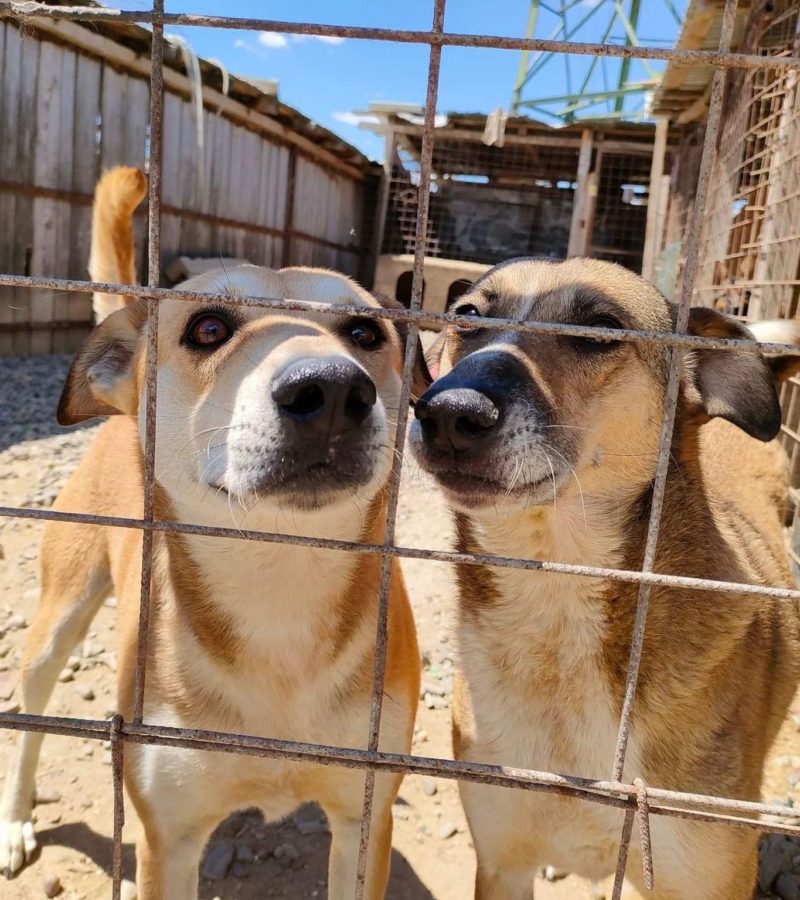 Help Lăbuș