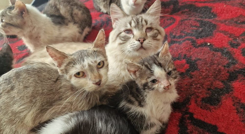 Adoptati pisicutele