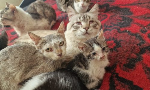 Adoptati pisicutele