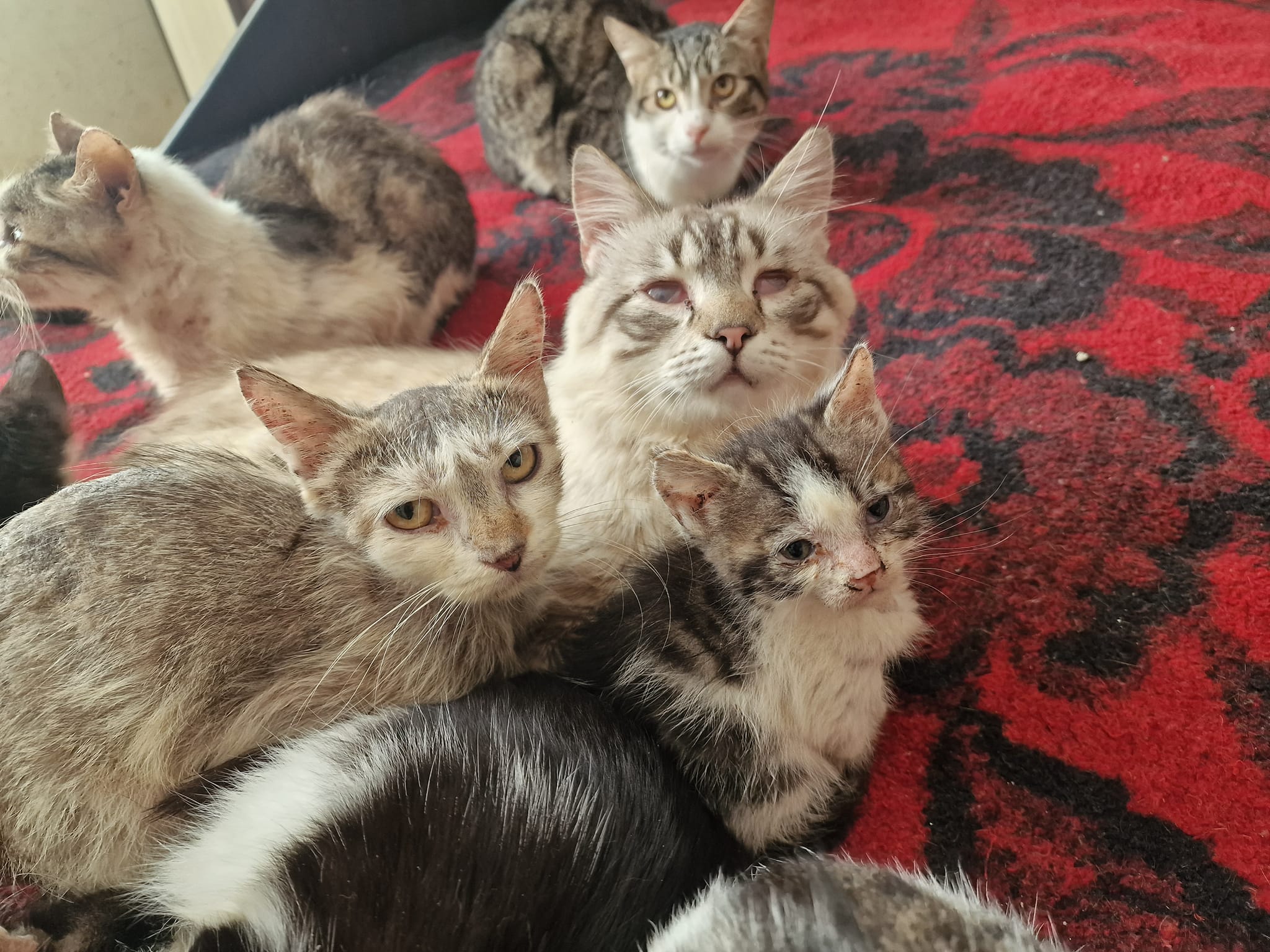Adopt the kittens