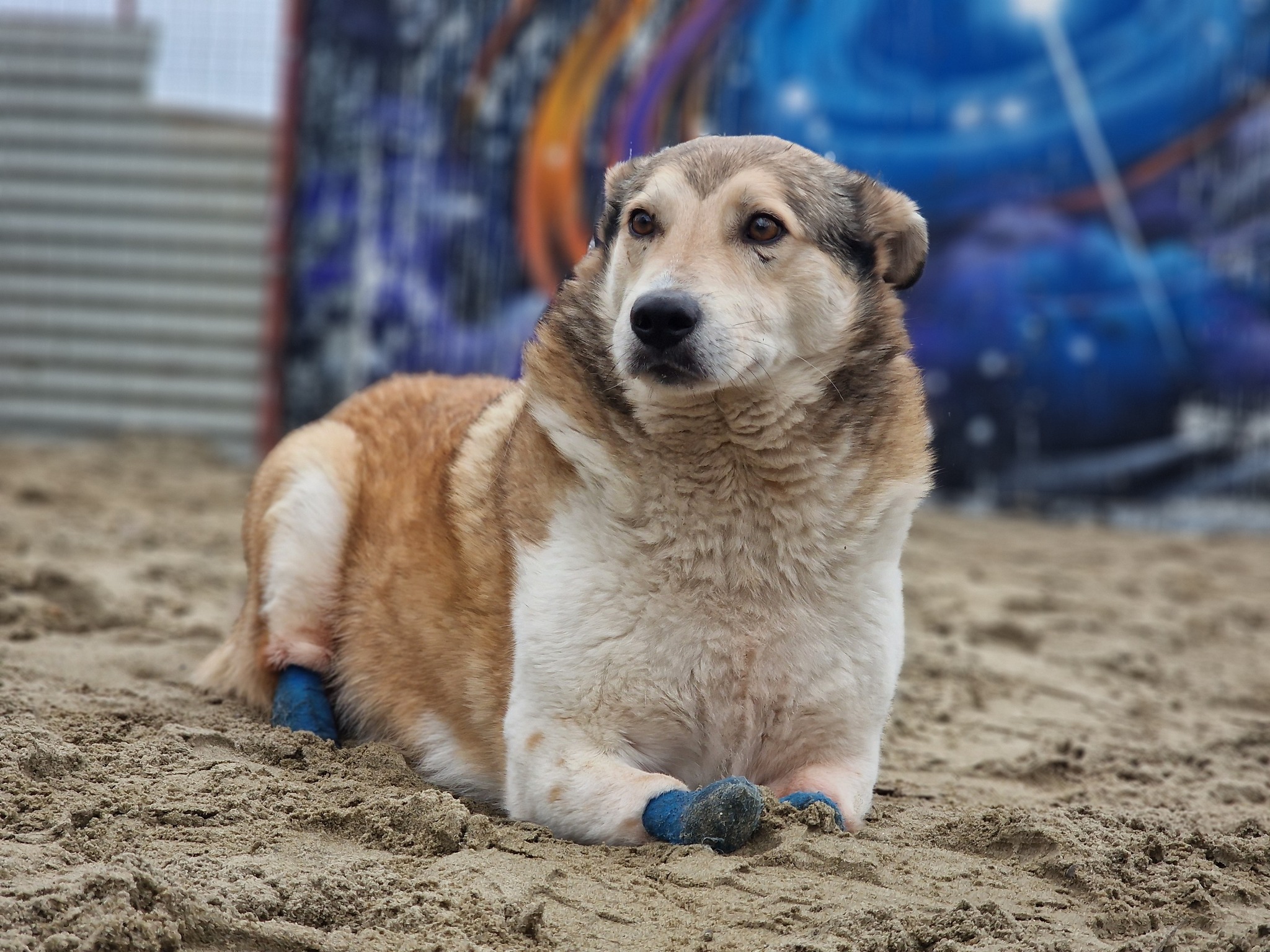 International Day of Stray Animals